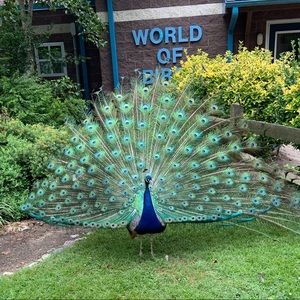 Meet your Posher, Kacie